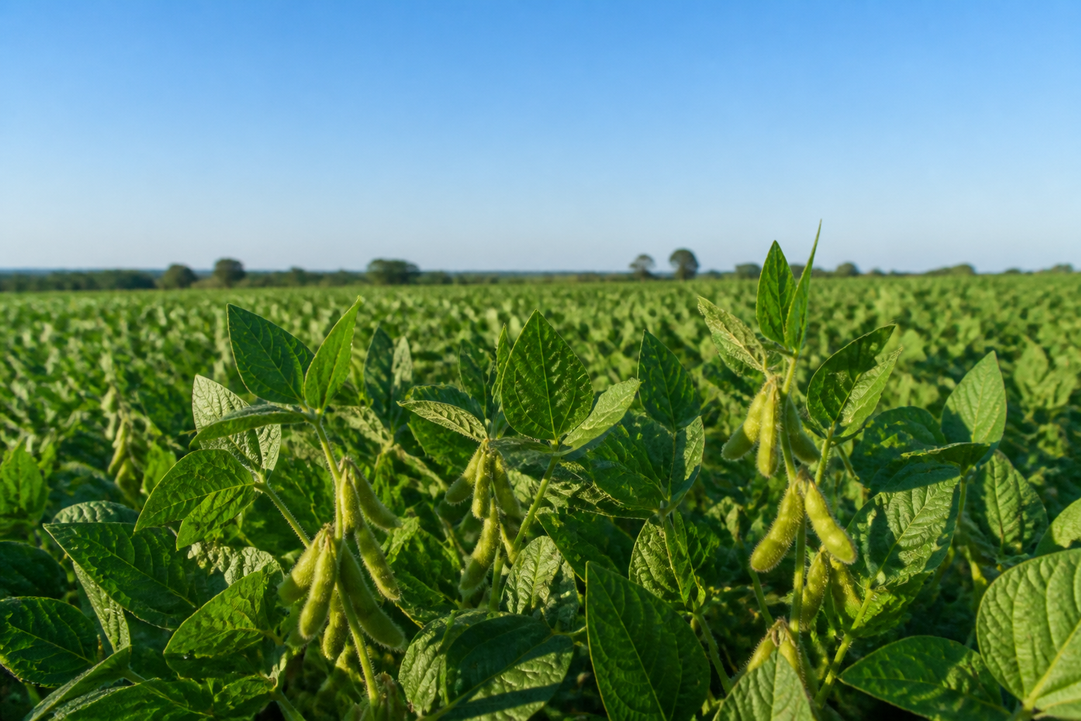 Soybean crop context