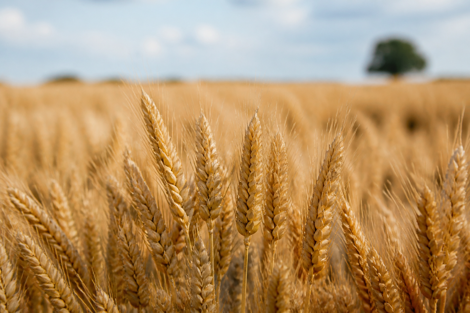 Field crop context for specialty NPK